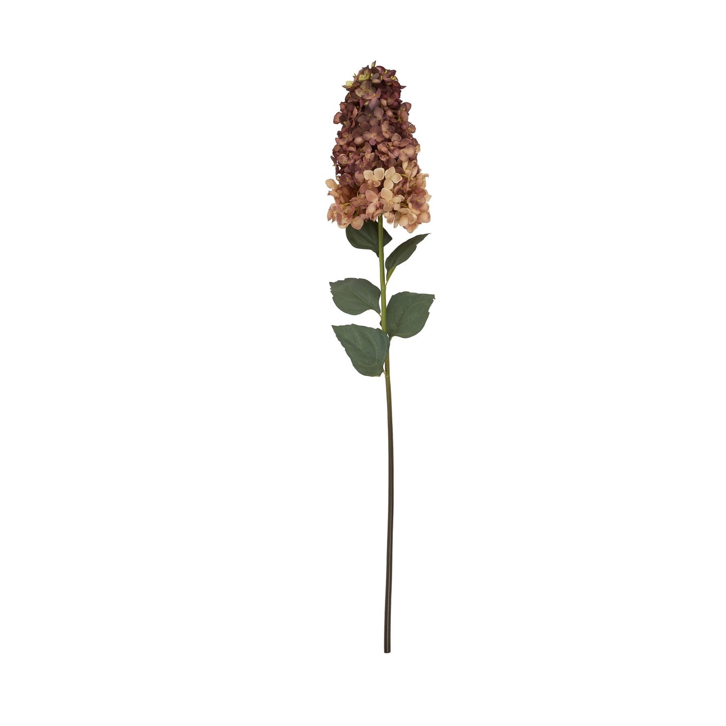 Burgundy Spear Head Hydrangea