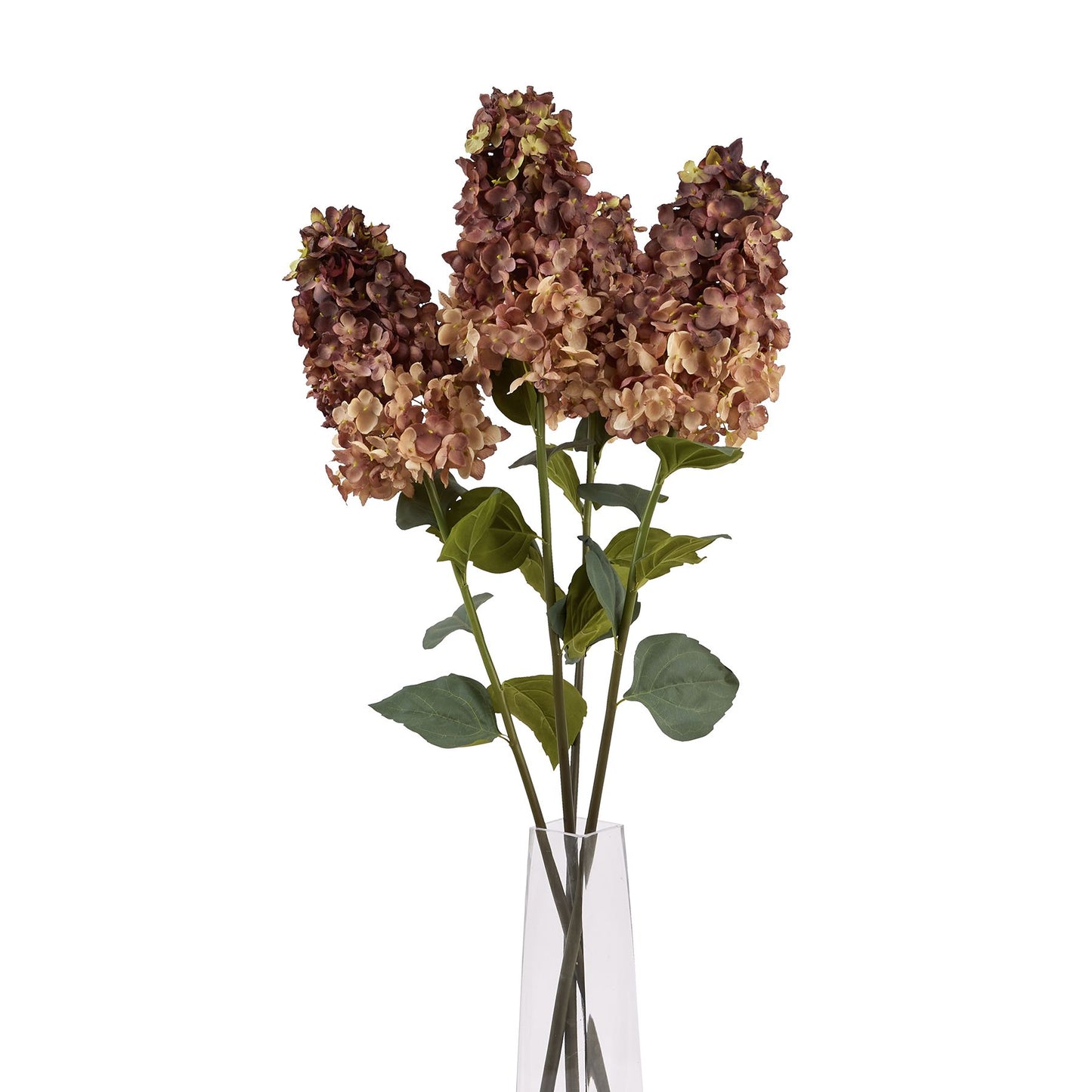 Burgundy Spear Head Hydrangea