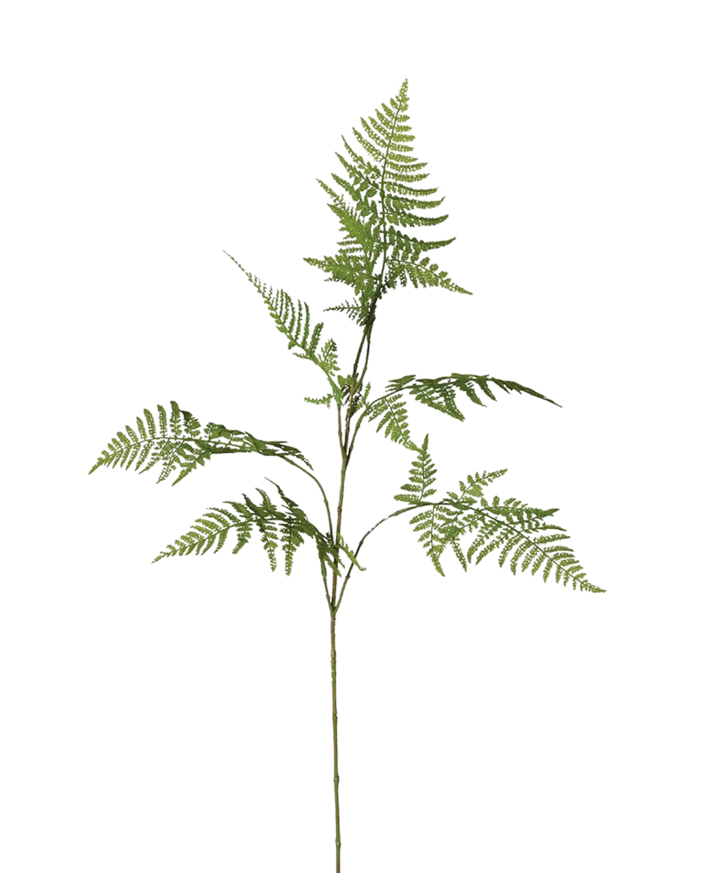 Asparagus Fern Stem