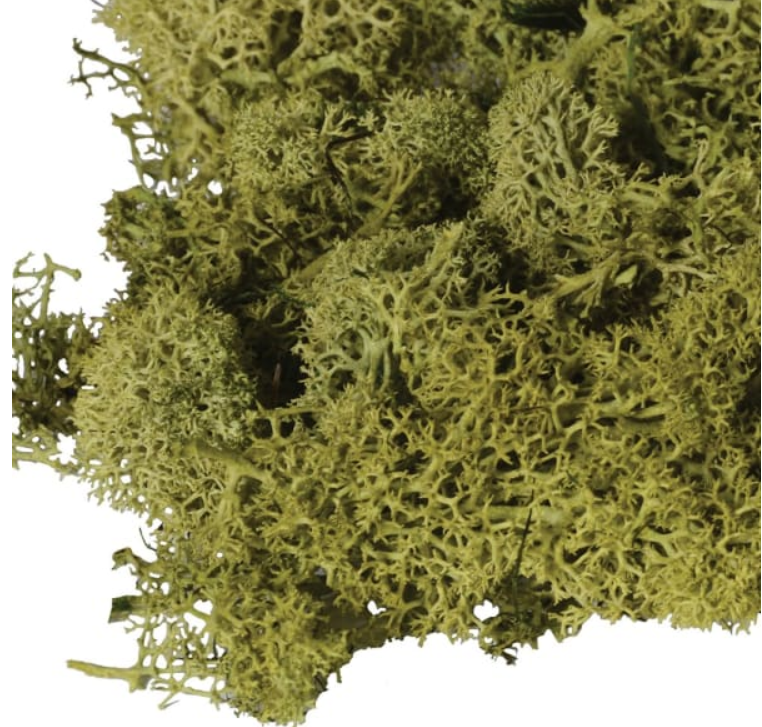 Large Bag of Real Green Moss