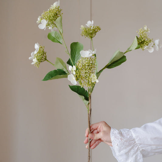 Hand holding a branch with white flowers against a plain background
