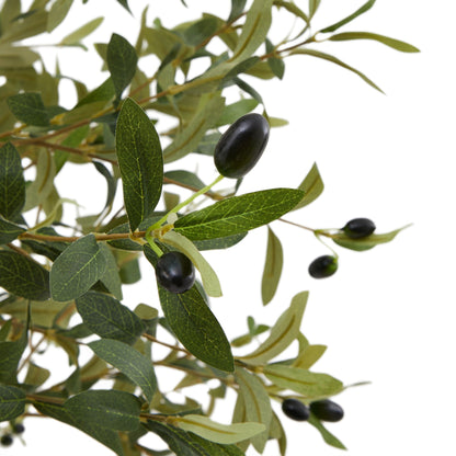 The Mediterranean Olive Tree Bundle Worth £250 Bundle Price £200