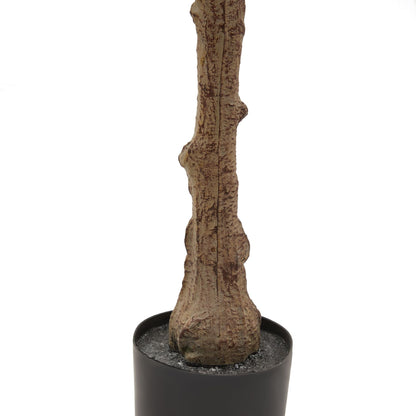 The Mediterranean Olive Tree Bundle Worth £250 Bundle Price £200