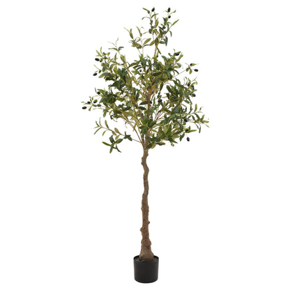 The Mediterranean Olive Tree Bundle Worth £250 Bundle Price £200