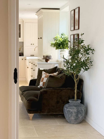 The Mediterranean Olive Tree Bundle Worth £250 Bundle Price £200