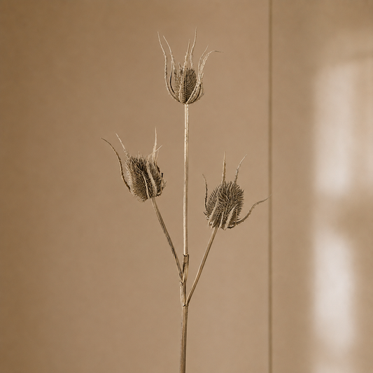 Three dried seed heads on a single stem, photographed against a warm beige background with soft light and shadow on the right.