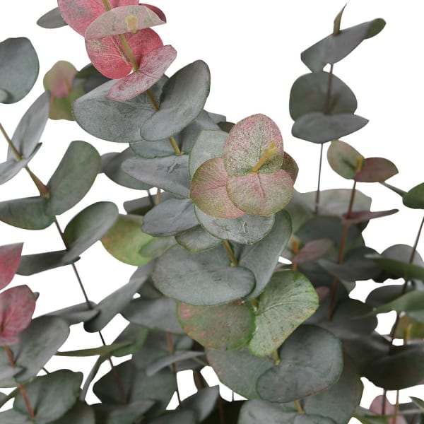 Touch of Blush Eucalyptus Tree in Pot