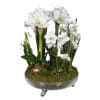 Elegant Amaryllis with Moss in Glass Vase