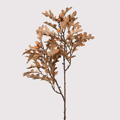 Large Autumn Branch Stem with Oak Leaves and Acorns