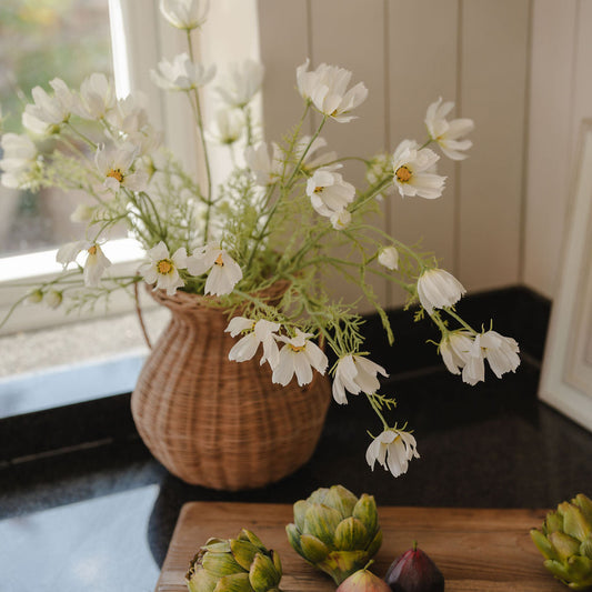 White Cosmos Flower Stem
