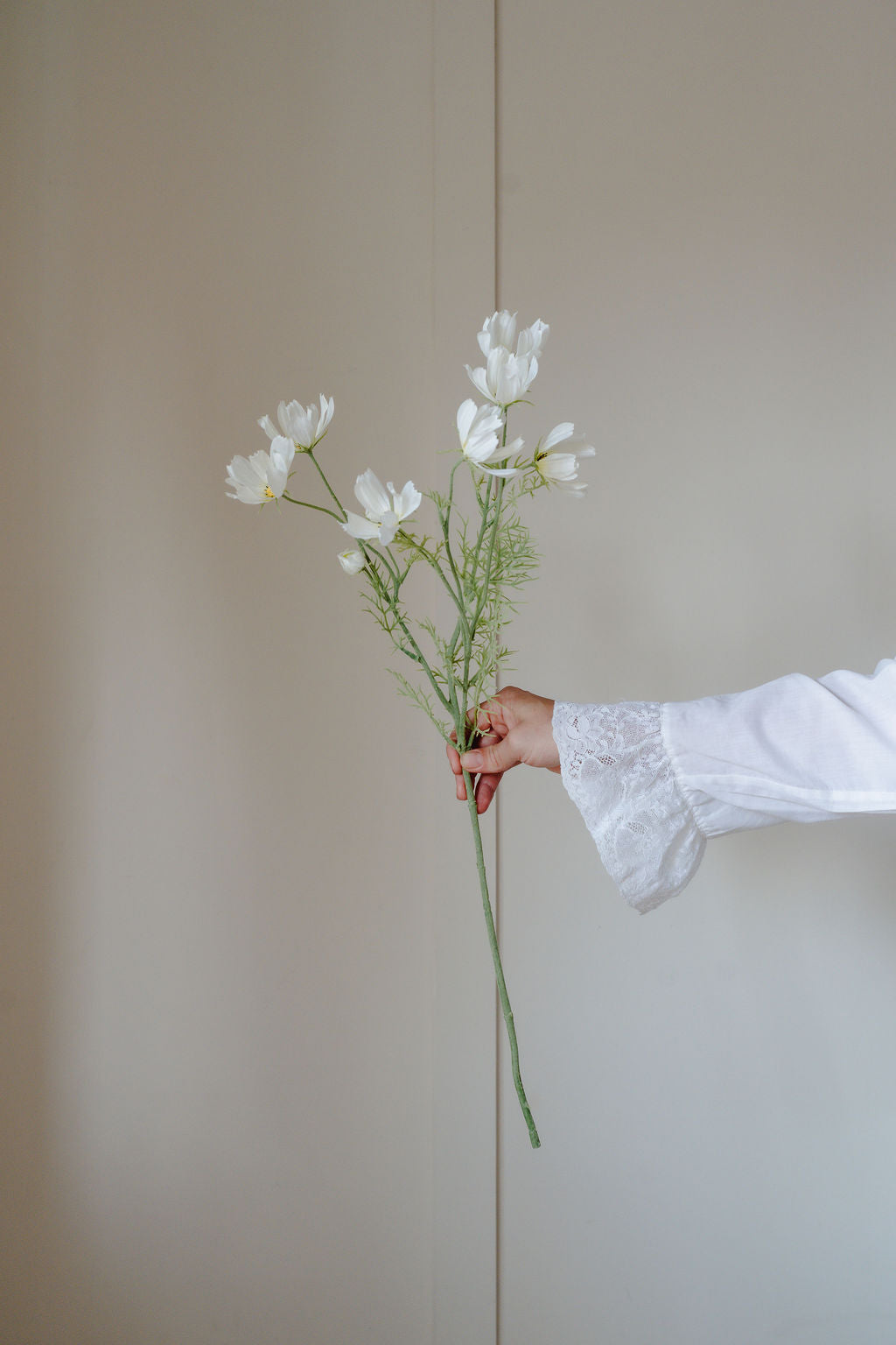 White Cosmos Flower Stem