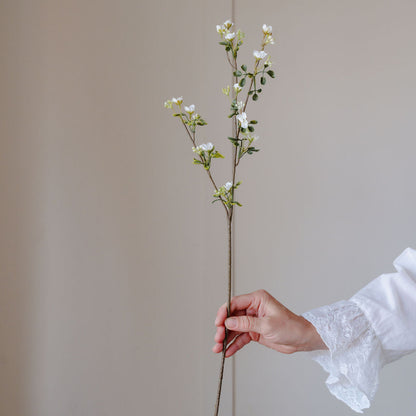Hand holding a branch with white flowers against a plain background