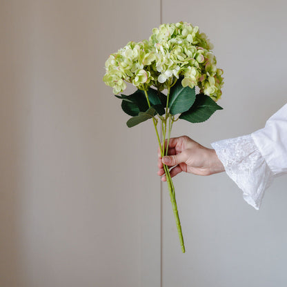 Hand holding a bouquet of light green hydrangeas against a neutral background