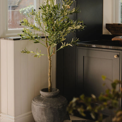 The Mediterranean Olive Tree Bundle Worth £250 Bundle Price £200