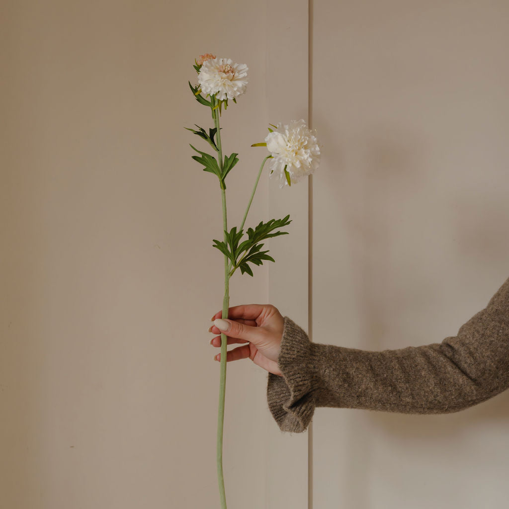 Hand holding a stem of white flowers against a neutral background