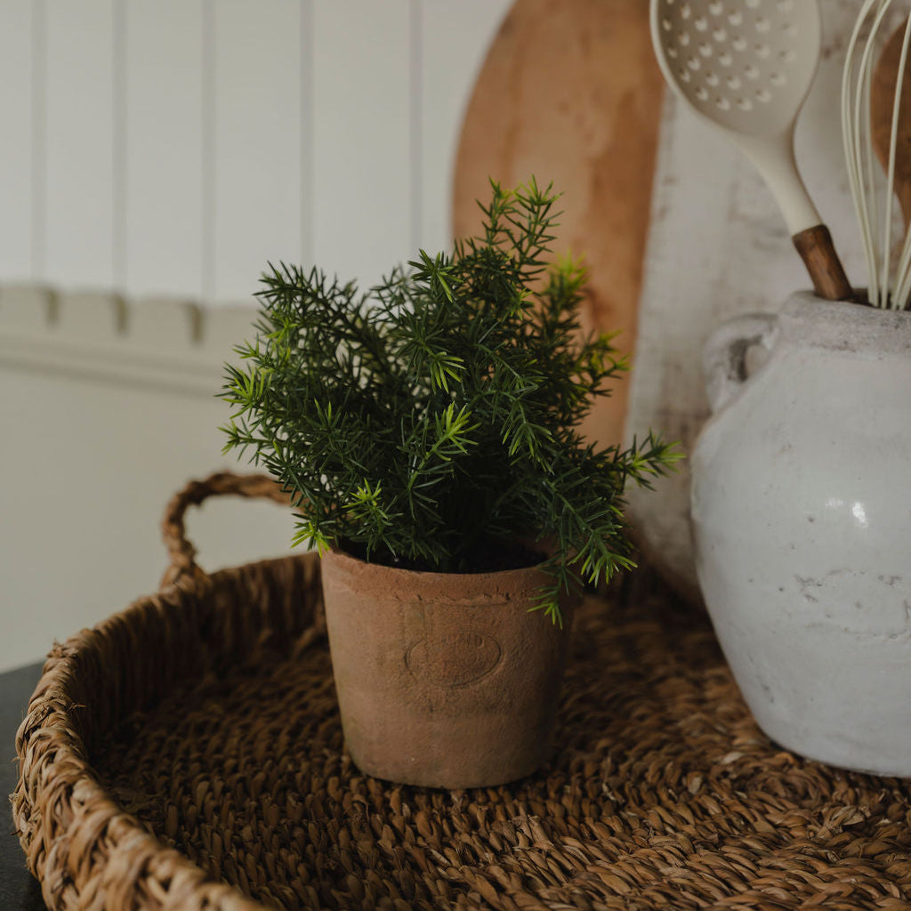 Small potted plant on a woven tray with kitchen utensils in the background