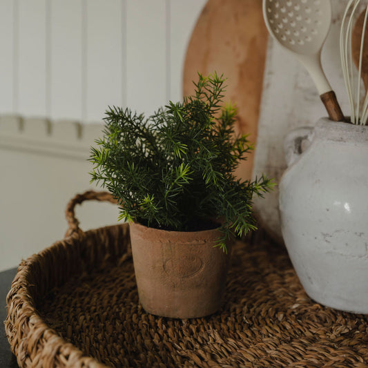 Small potted plant on a woven tray with kitchen utensils in the background