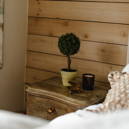 Small potted plant on a wooden surface with a wooden wall in the background