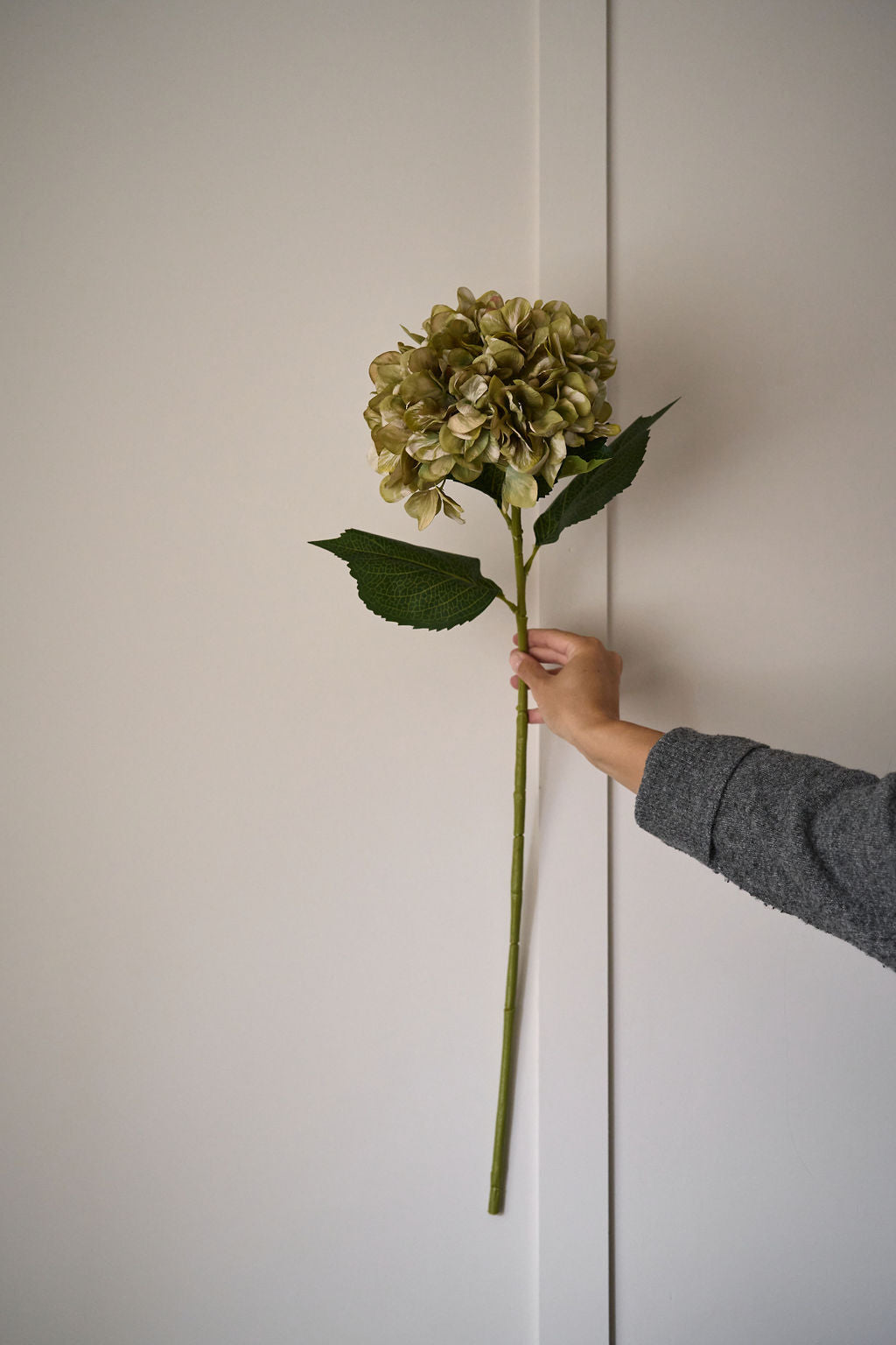 Antique Green Hydrangea