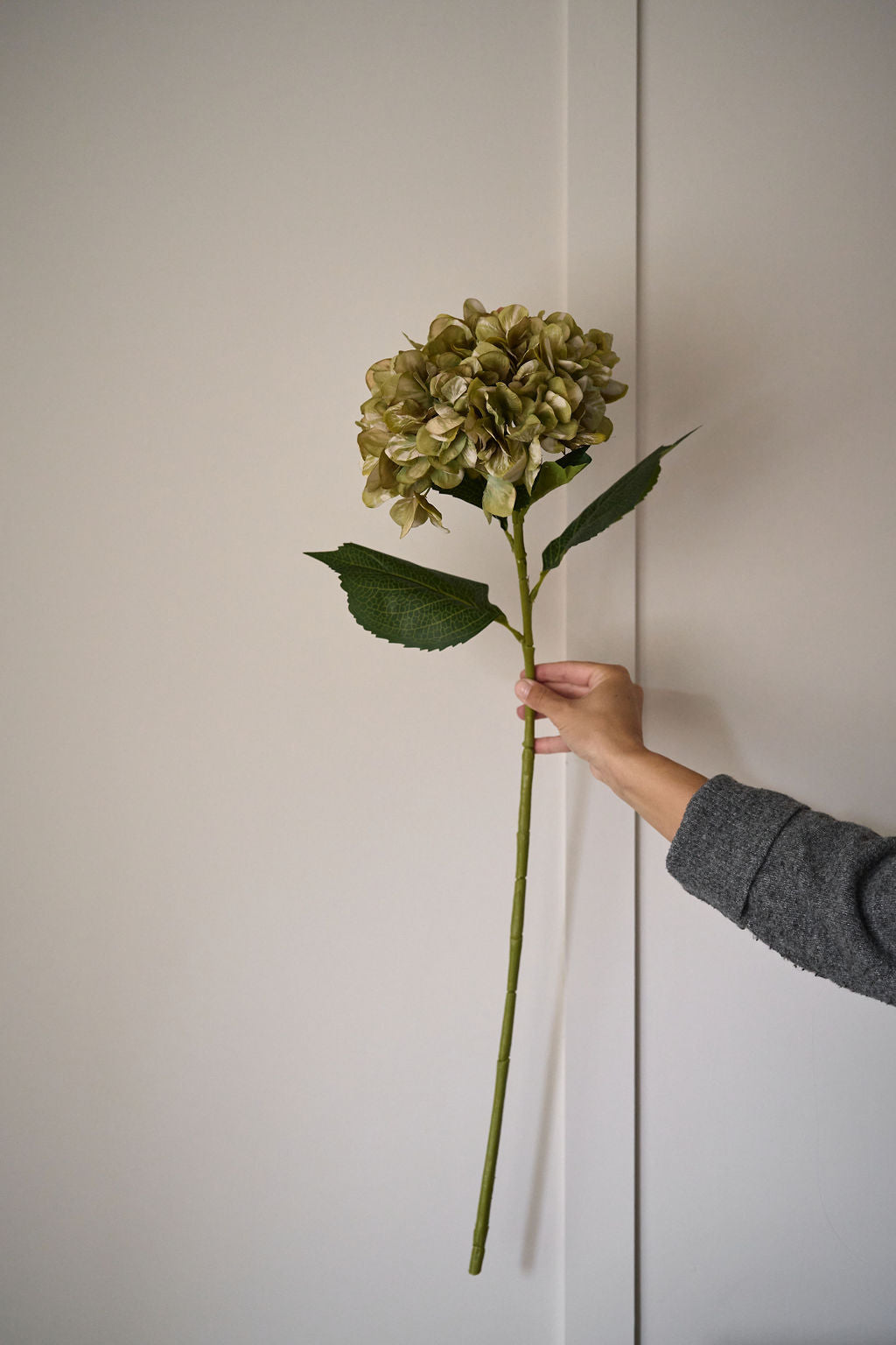 Antique Green Hydrangea