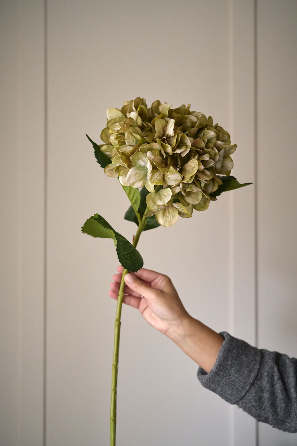 Antique Green Hydrangea